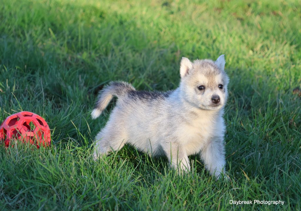de Daybreak Northern - Chiot disponible  - Siberian Husky