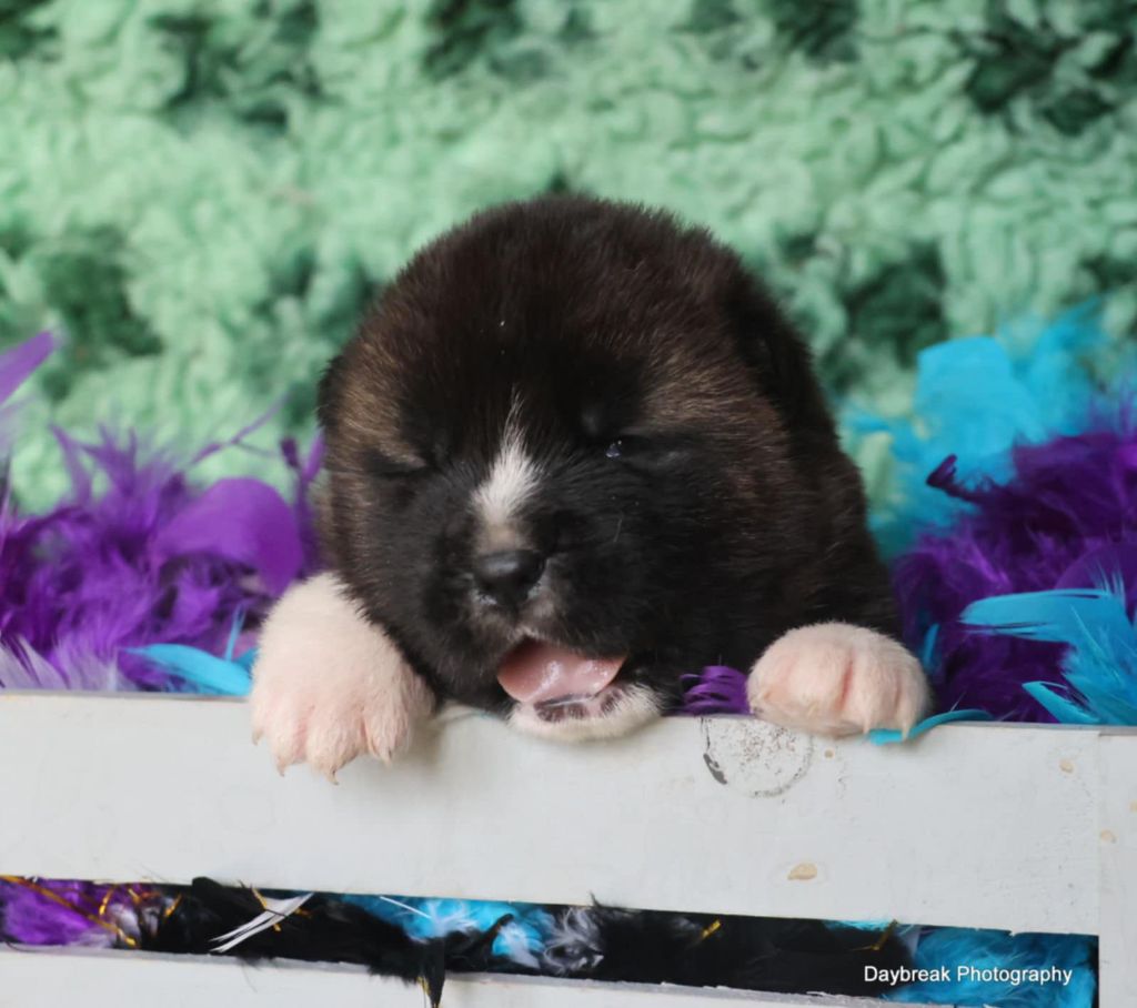 de Daybreak Northern - De nouveaux bébés sont née :)