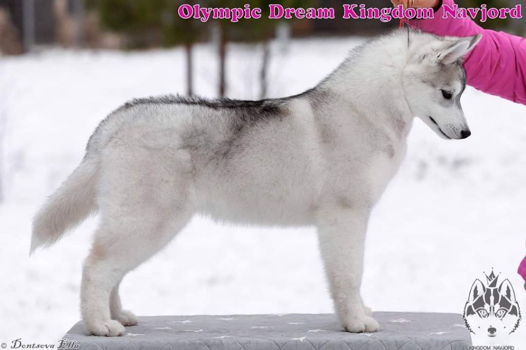 Olympic dream kingdom navjord