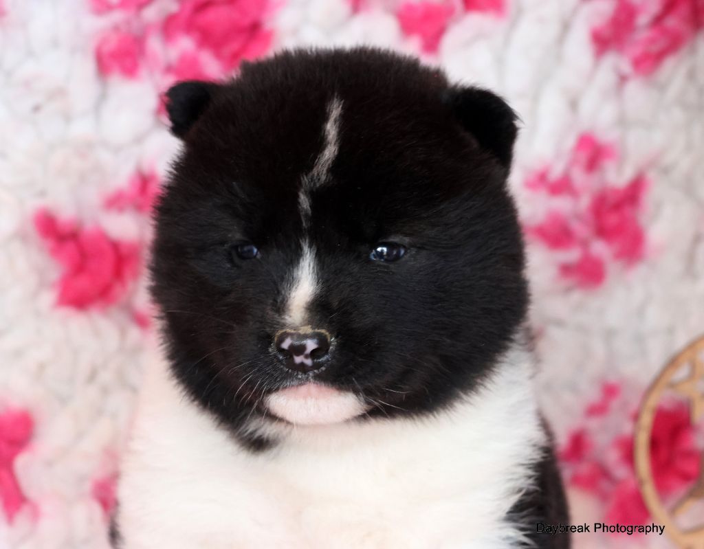 de Daybreak Northern - Chiot disponible  - Akita americain