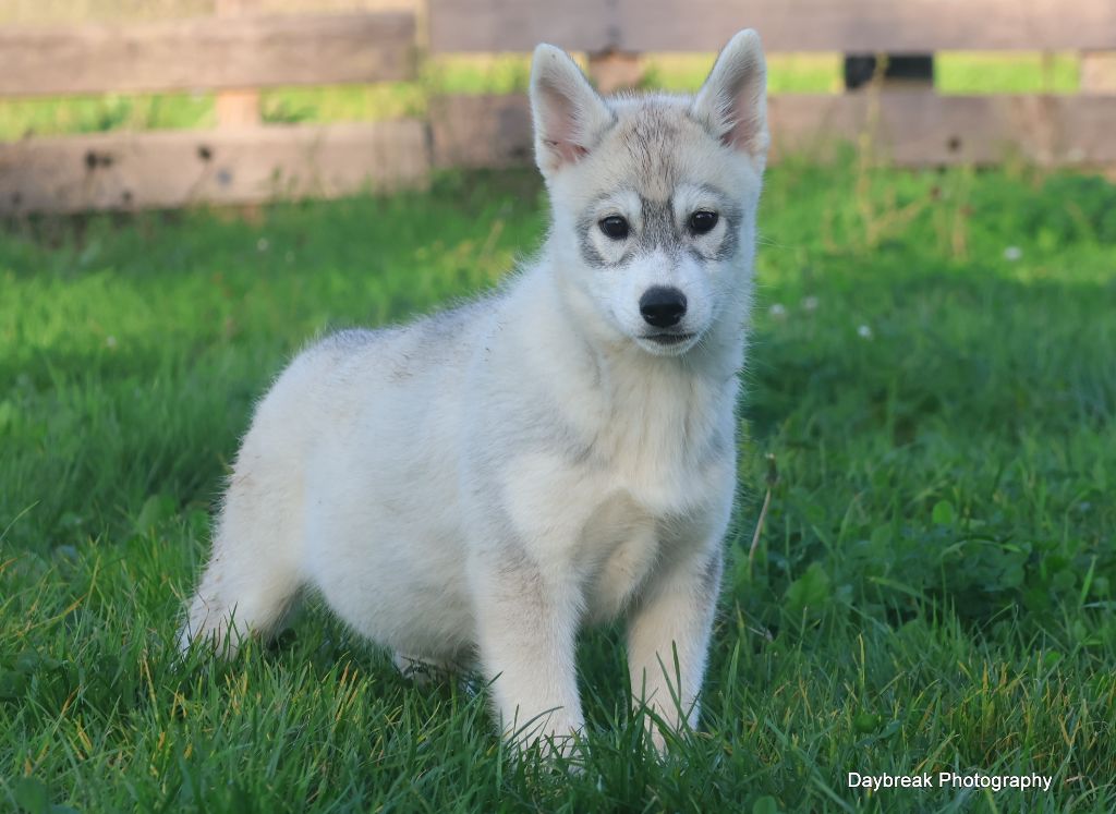 de Daybreak Northern - Chiot disponible  - Siberian Husky