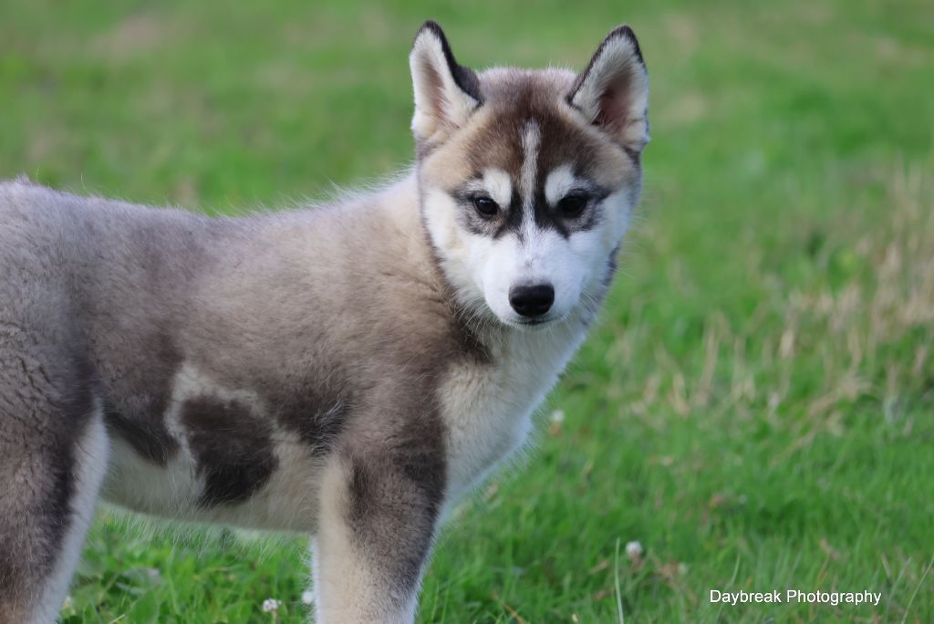 de Daybreak Northern - Chiot disponible  - Siberian Husky