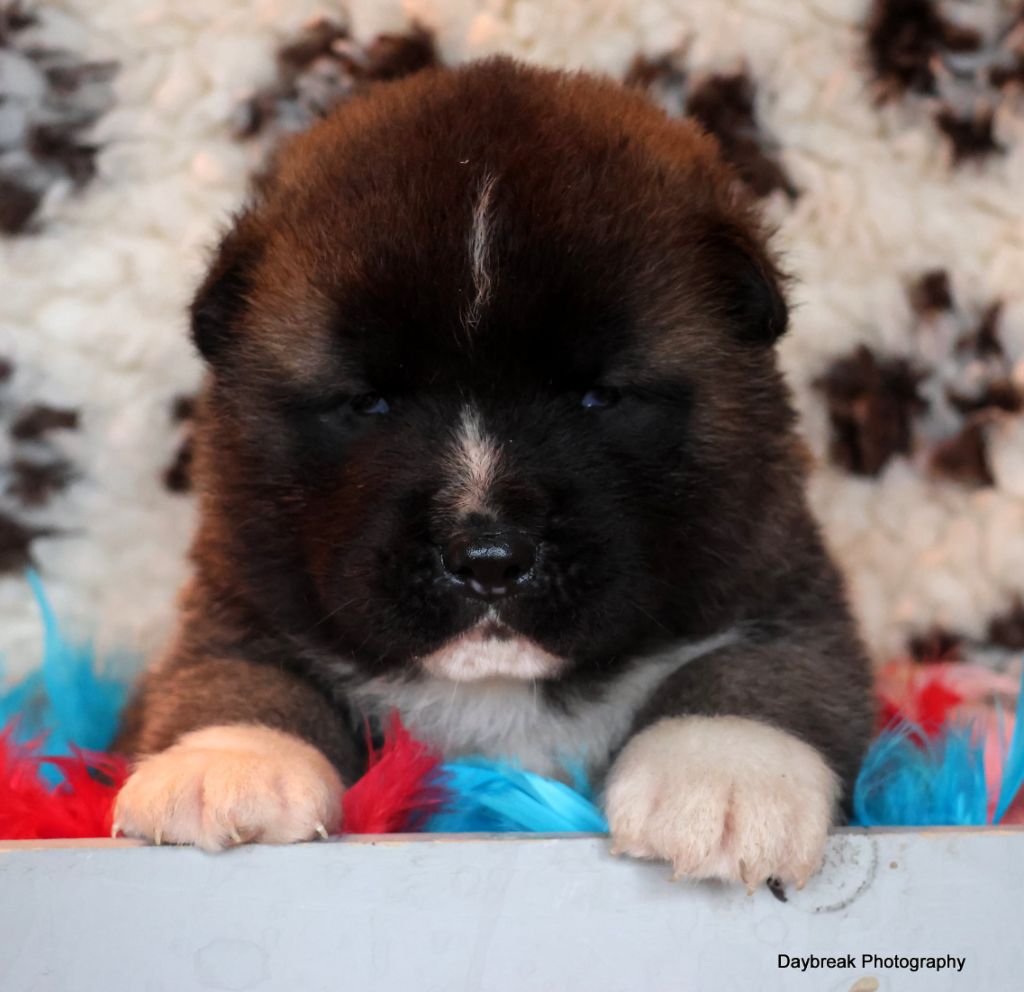 de Daybreak Northern - Chiot disponible  - Akita americain