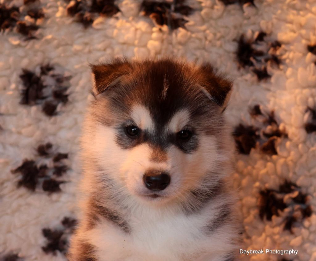 de Daybreak Northern - Chiot disponible  - Siberian Husky