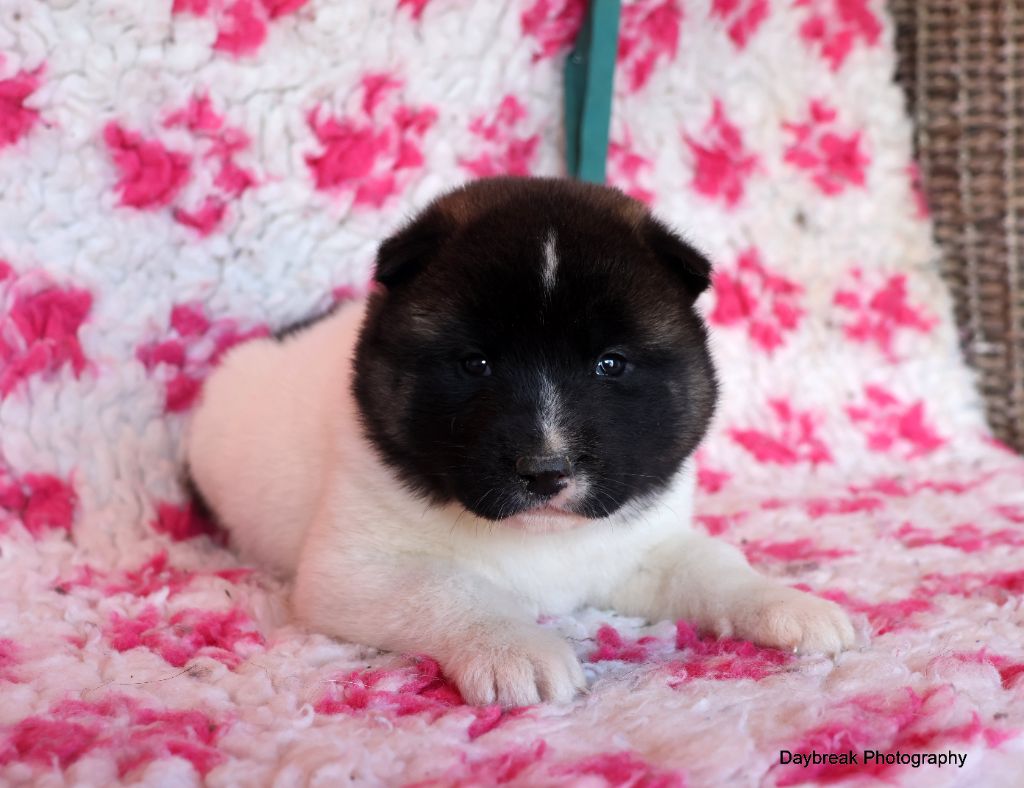 de Daybreak Northern - Chiot disponible  - Akita americain