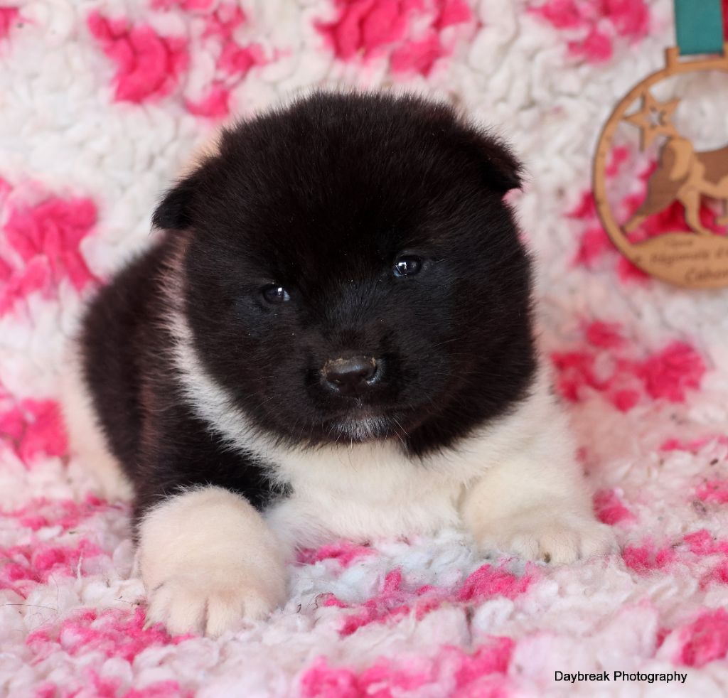 de Daybreak Northern - Chiot disponible  - Akita americain