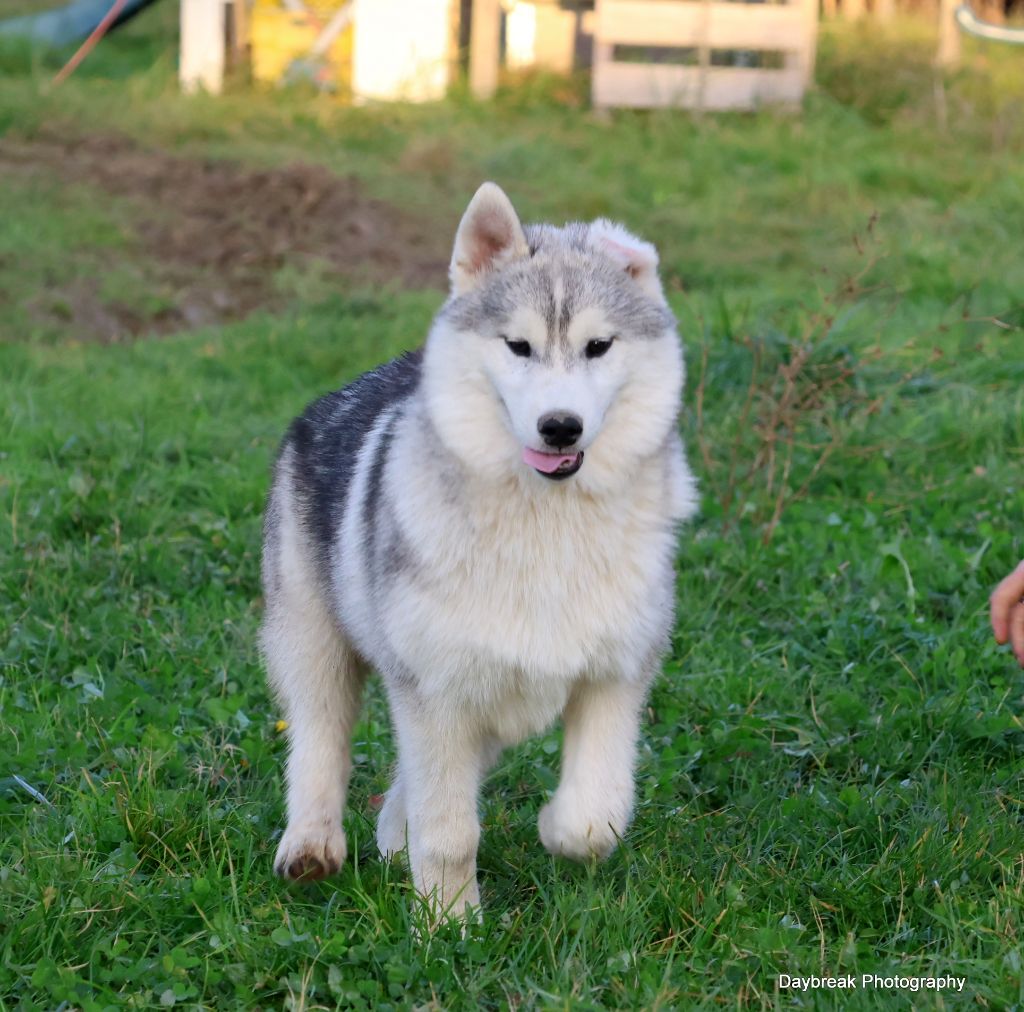 de Daybreak Northern - Chiot disponible  - Siberian Husky