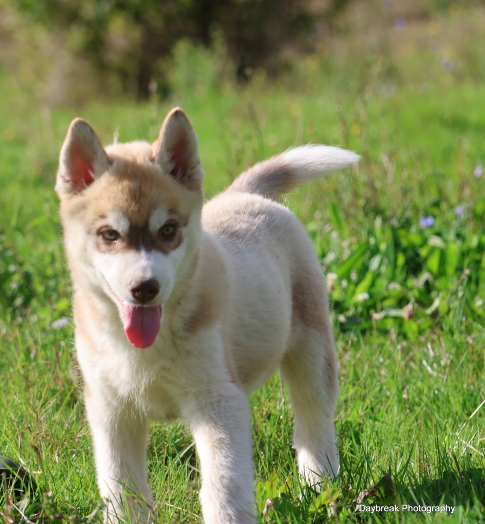 de Daybreak Northern - Chiot disponible  - Siberian Husky