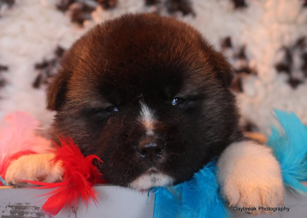 de Daybreak Northern - Chiot disponible  - Akita americain