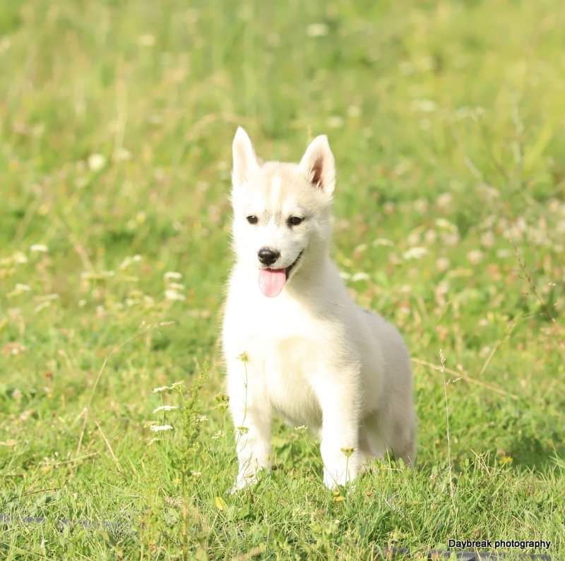 de Daybreak Northern - Chiot disponible  - Siberian Husky