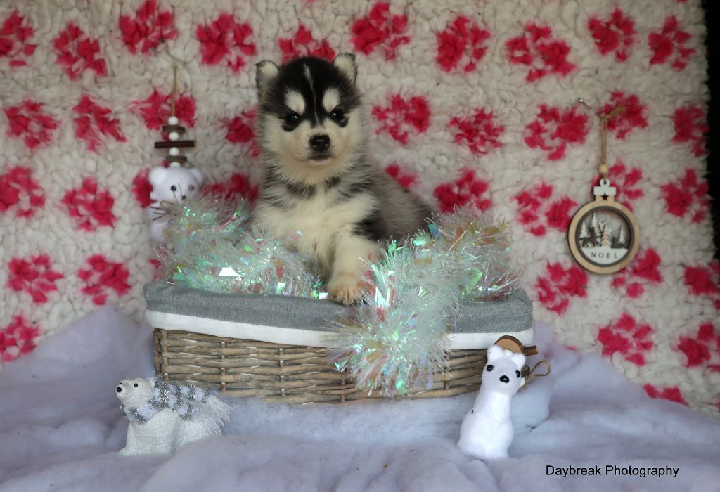 de Daybreak Northern - Chiot disponible  - Siberian Husky