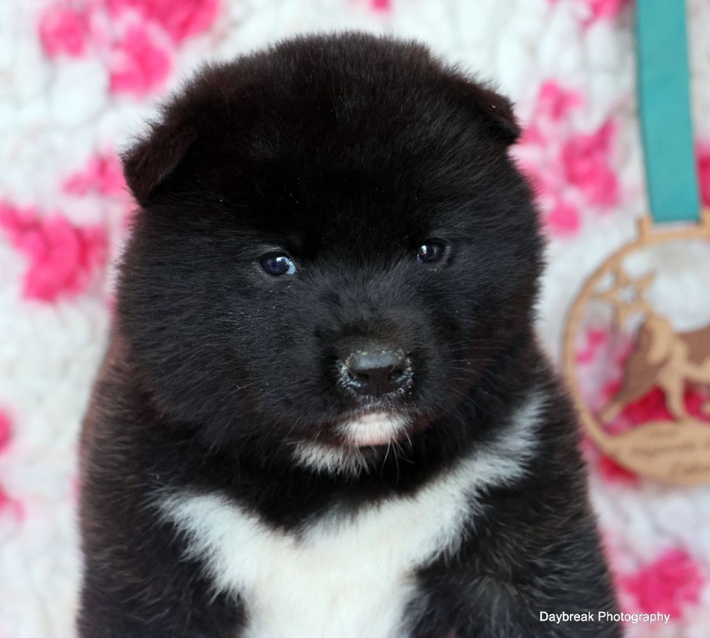 de Daybreak Northern - Chiot disponible  - Akita americain