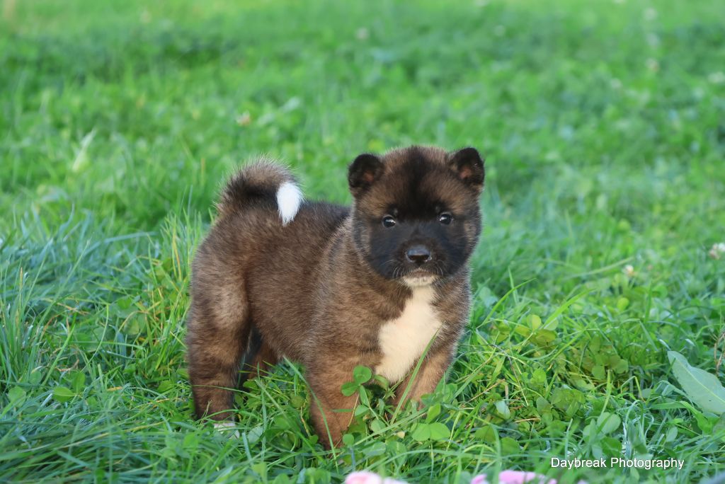 de Daybreak Northern - Chiot disponible  - Akita americain