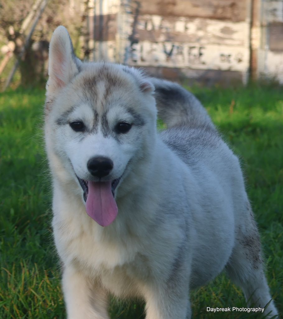 de Daybreak Northern - Chiot disponible  - Siberian Husky