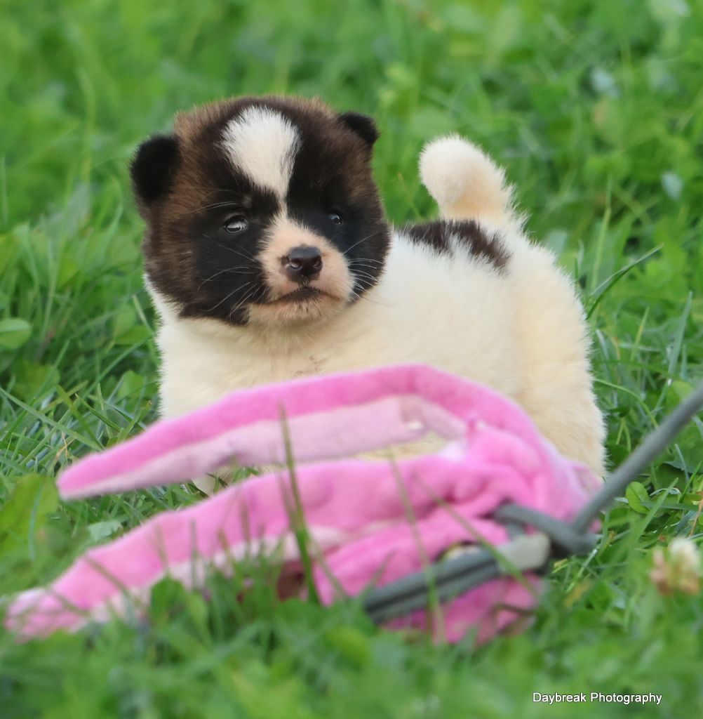 de Daybreak Northern - Chiot disponible  - Akita americain