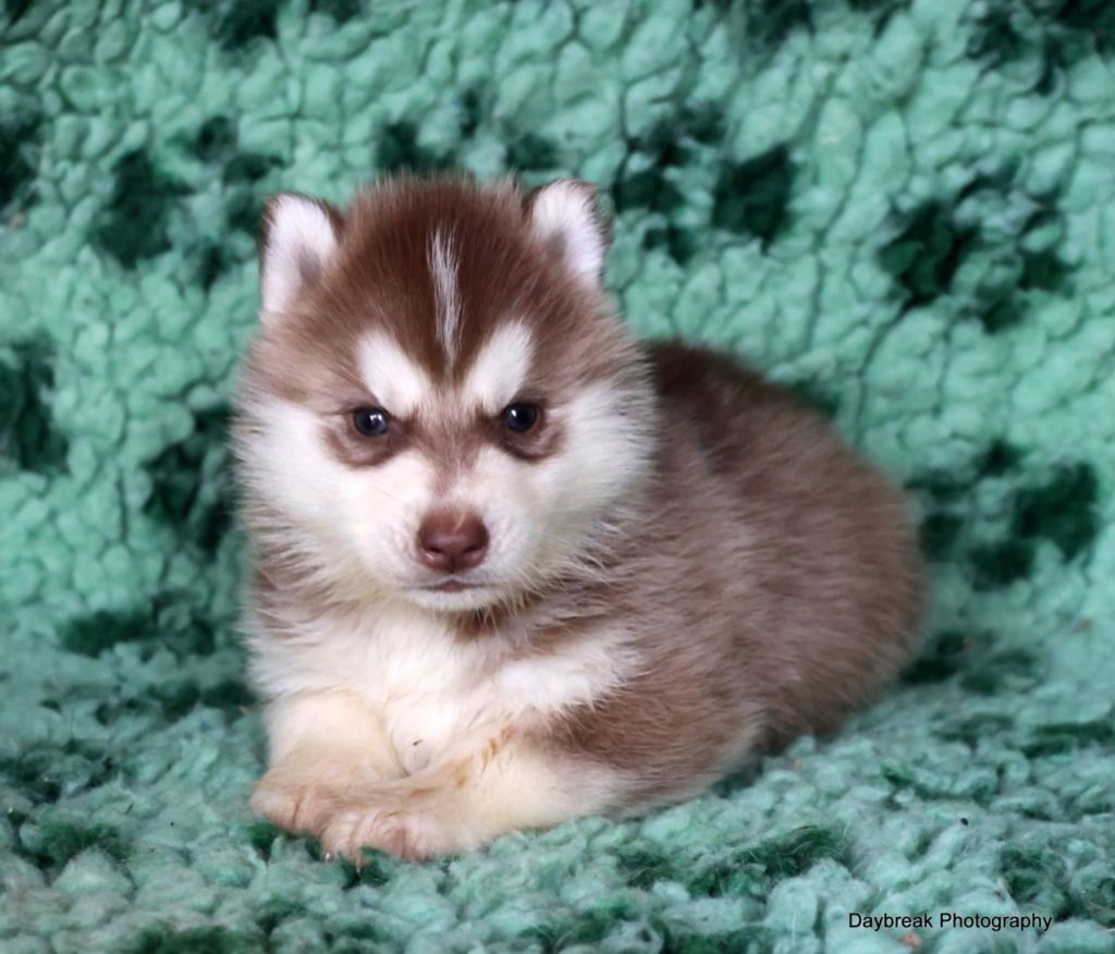 de Daybreak Northern - Chiot disponible  - Siberian Husky