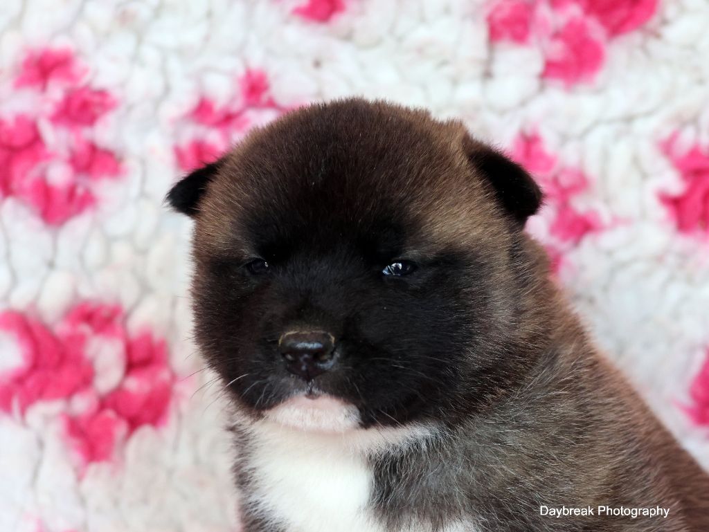 de Daybreak Northern - Chiot disponible  - Akita americain