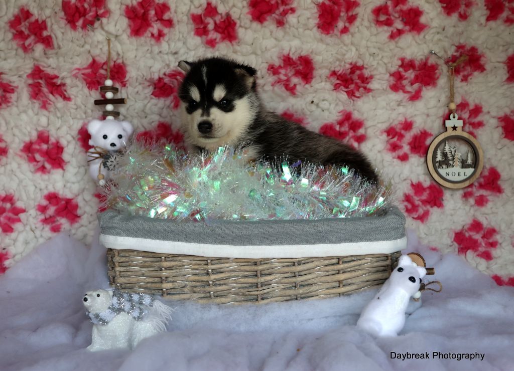 de Daybreak Northern - Chiot disponible  - Siberian Husky