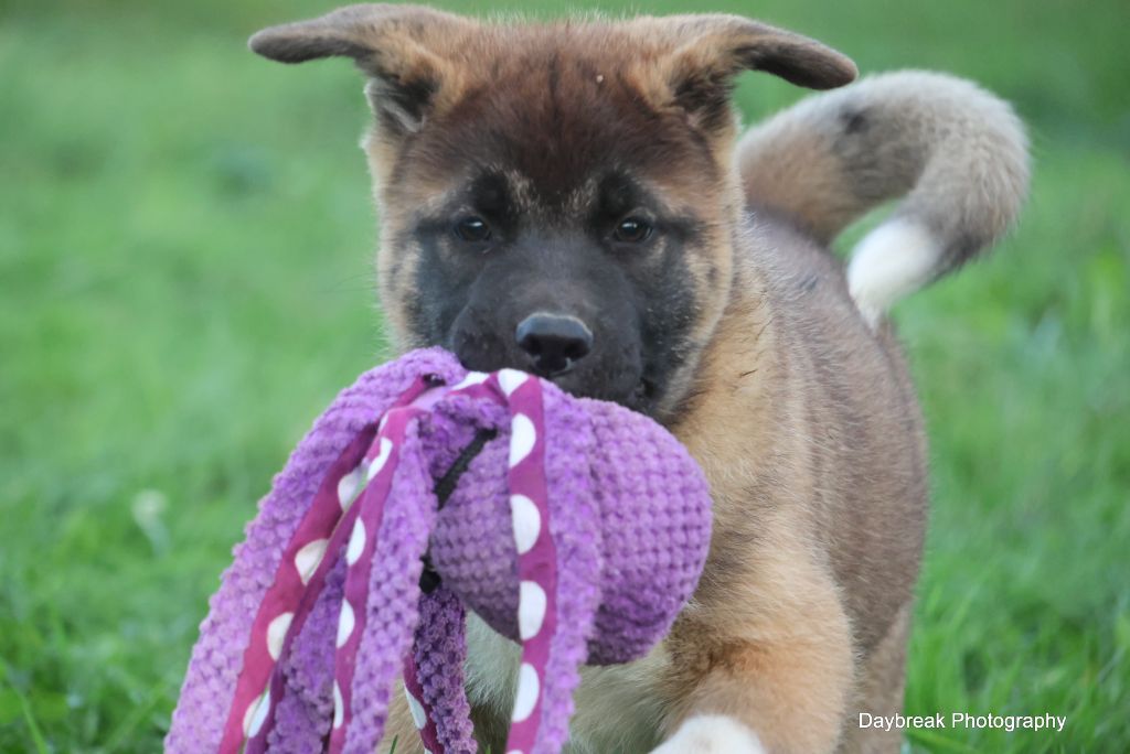 de Daybreak Northern - Chiot disponible  - Akita americain