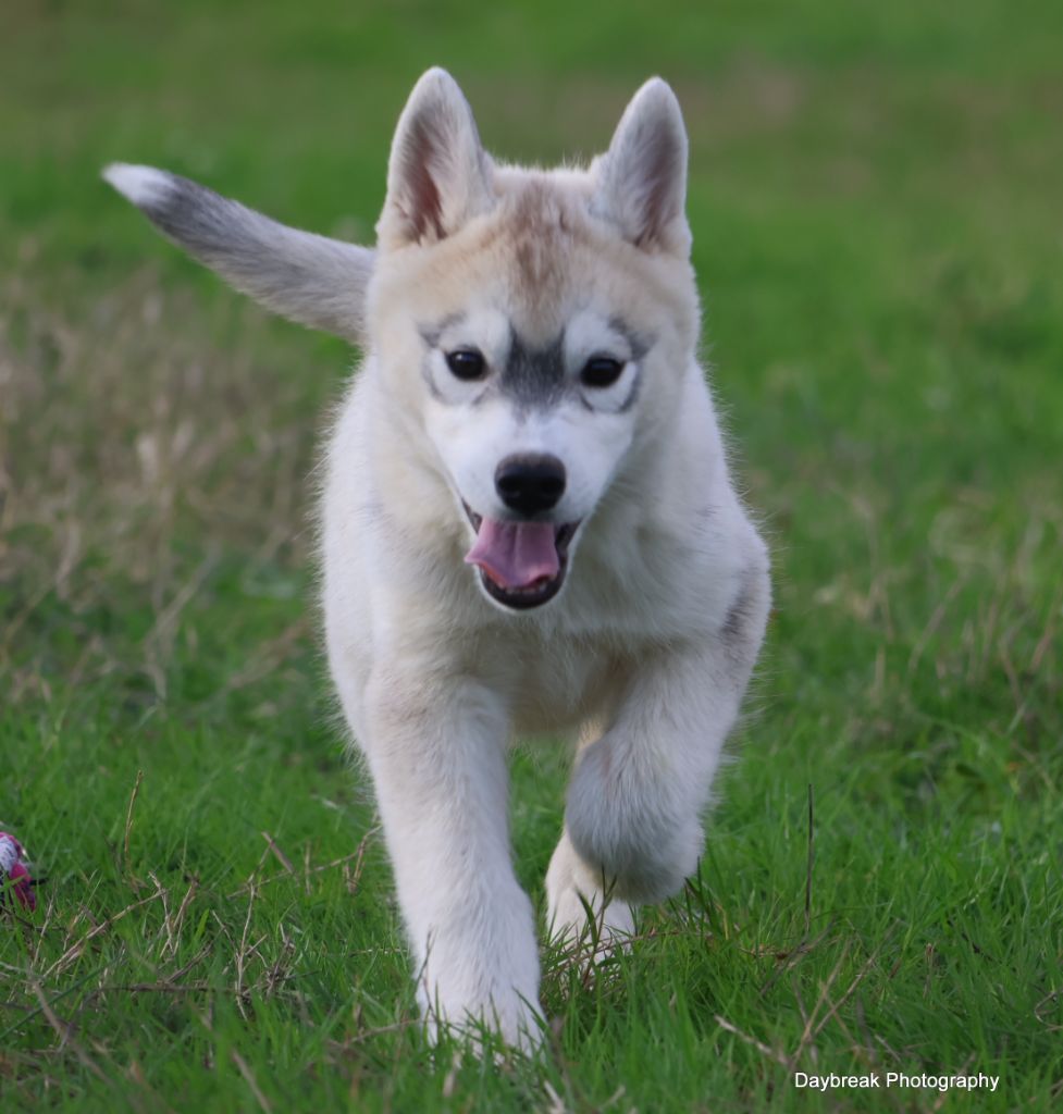 de Daybreak Northern - Chiot disponible  - Siberian Husky