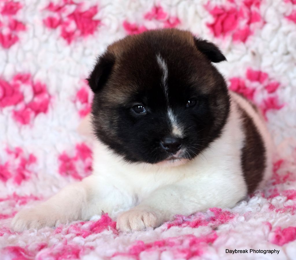 de Daybreak Northern - Chiot disponible  - Akita americain