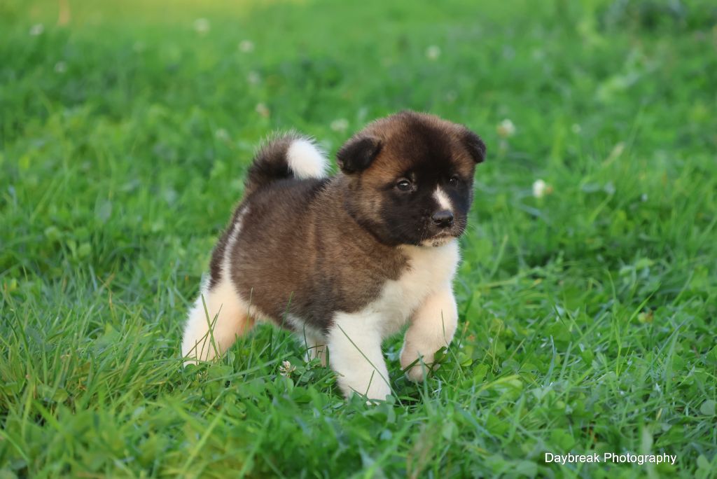 de Daybreak Northern - Chiot disponible  - Akita americain