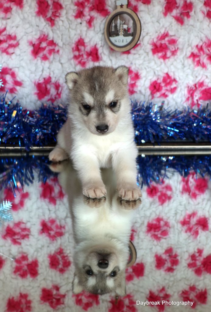 de Daybreak Northern - Chiot disponible  - Siberian Husky