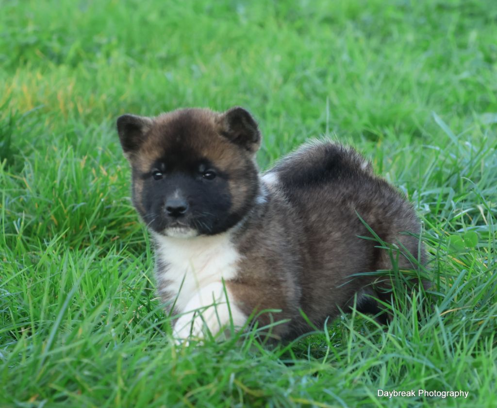 de Daybreak Northern - Chiot disponible  - Akita americain