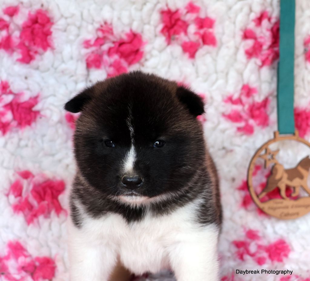 de Daybreak Northern - Chiot disponible  - Akita americain