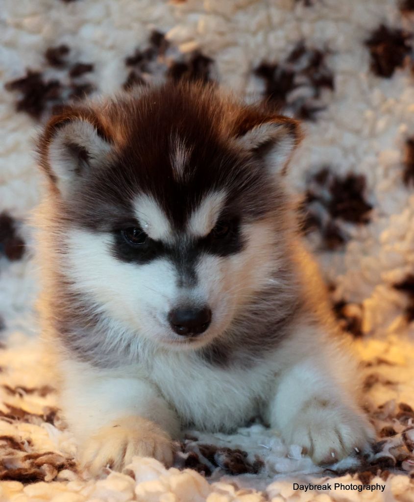 de Daybreak Northern - Chiot disponible  - Siberian Husky