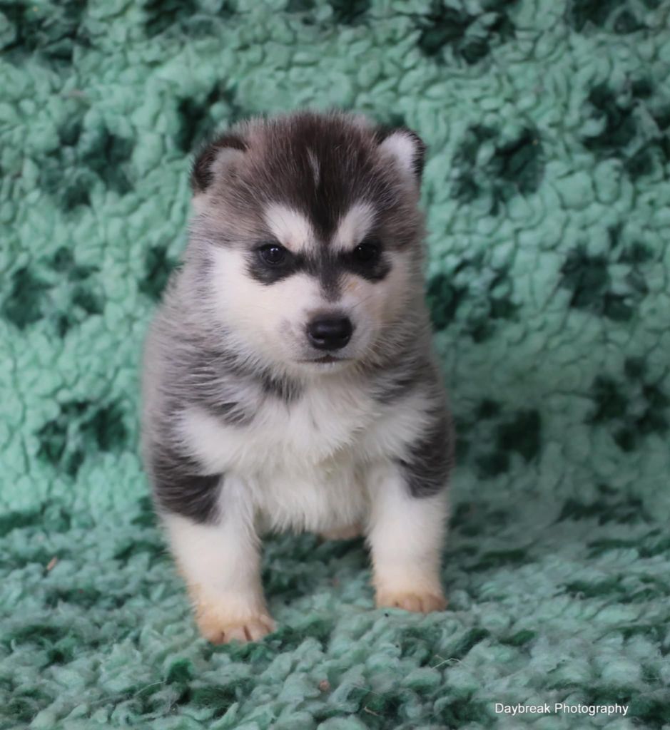 de Daybreak Northern - Chiot disponible  - Siberian Husky