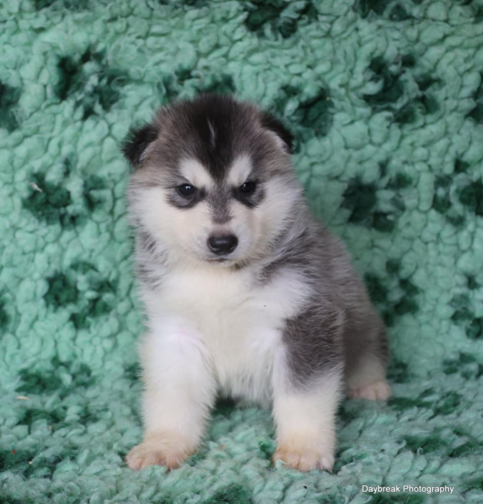 de Daybreak Northern - Chiot disponible  - Siberian Husky