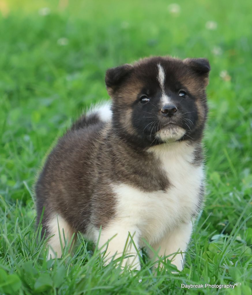 de Daybreak Northern - Chiot disponible  - Akita americain