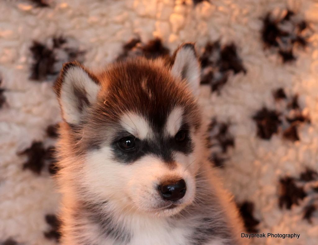 de Daybreak Northern - Chiot disponible  - Siberian Husky