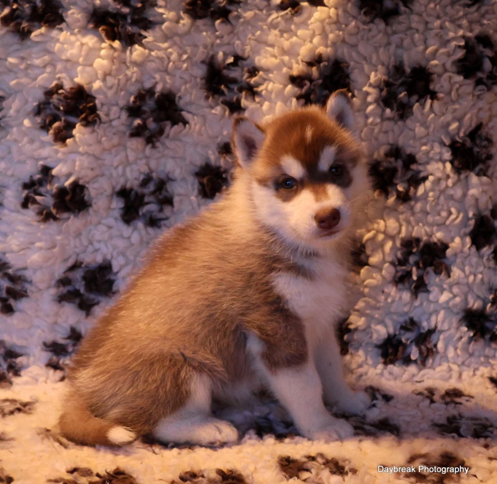 de Daybreak Northern - Chiot disponible  - Siberian Husky