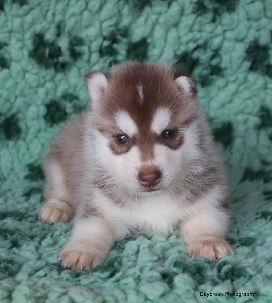 de Daybreak Northern - Chiot disponible  - Siberian Husky