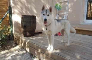 Nukka lumi de Daybreak Northern