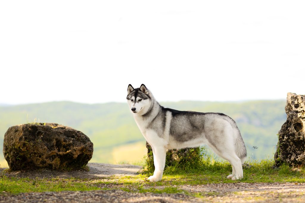 CH. So charming girl de Daybreak Northern