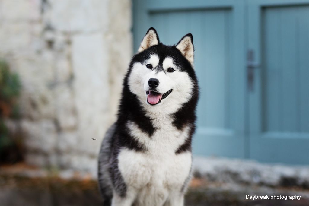 fusion of angel Zhi vago