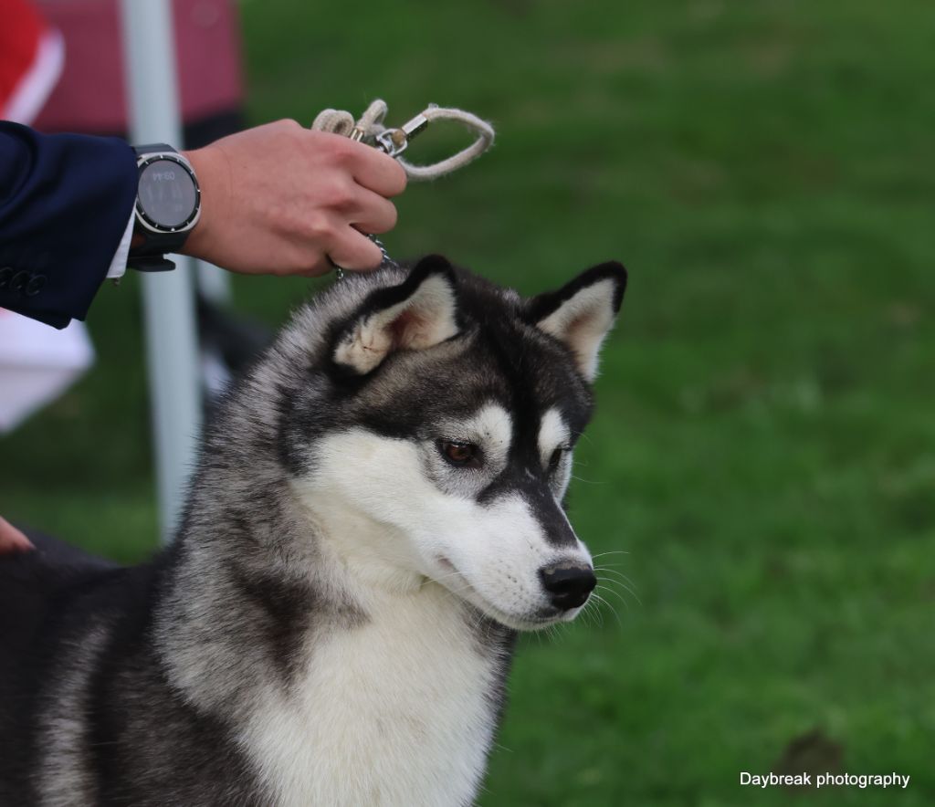 Victolma secret love de Daybreak Northern