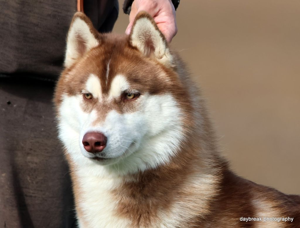 Valiant magnus de Daybreak Northern