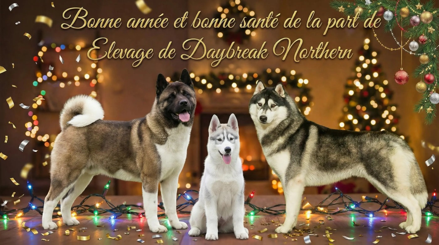 de Daybreak Northern - Bonne année 2026