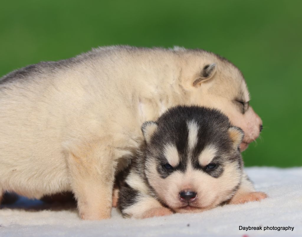 Chiot Siberian Husky de Daybreak Northern