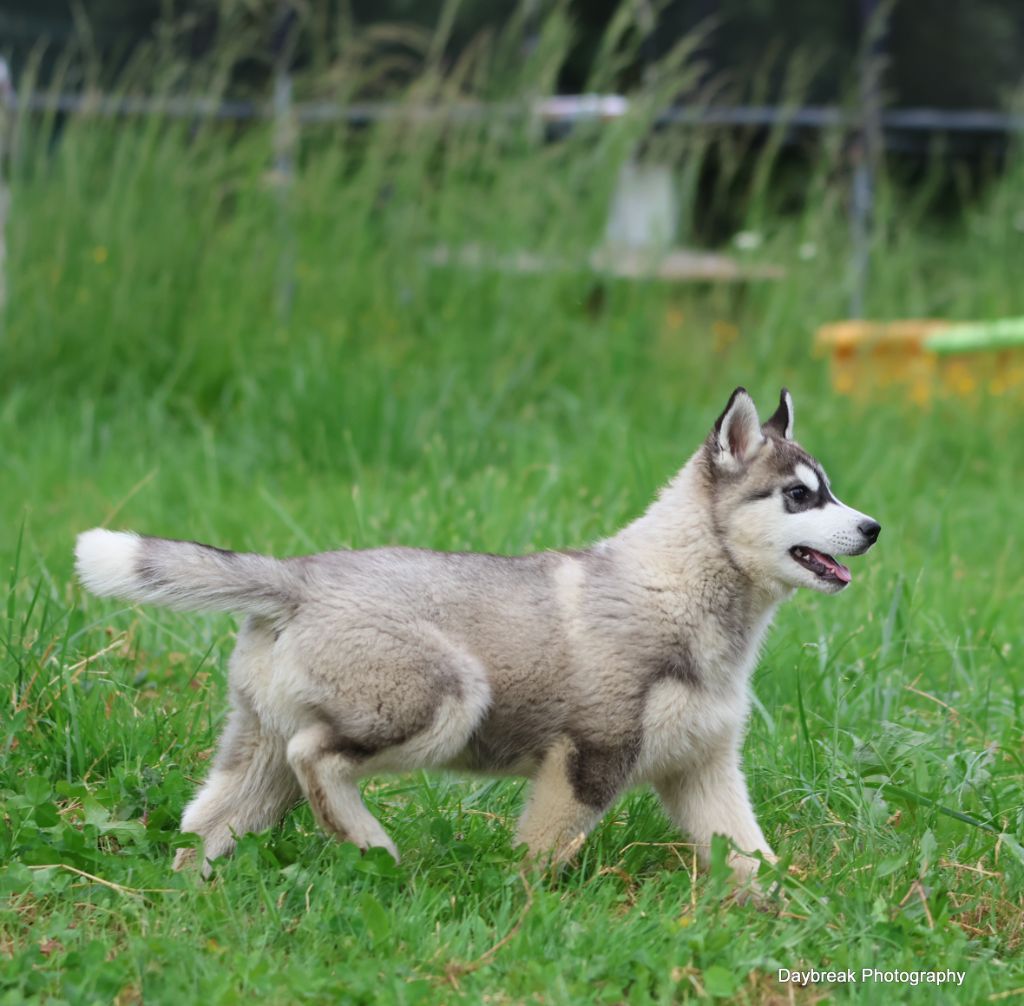 de Daybreak Northern - Chiots disponibles - Siberian Husky