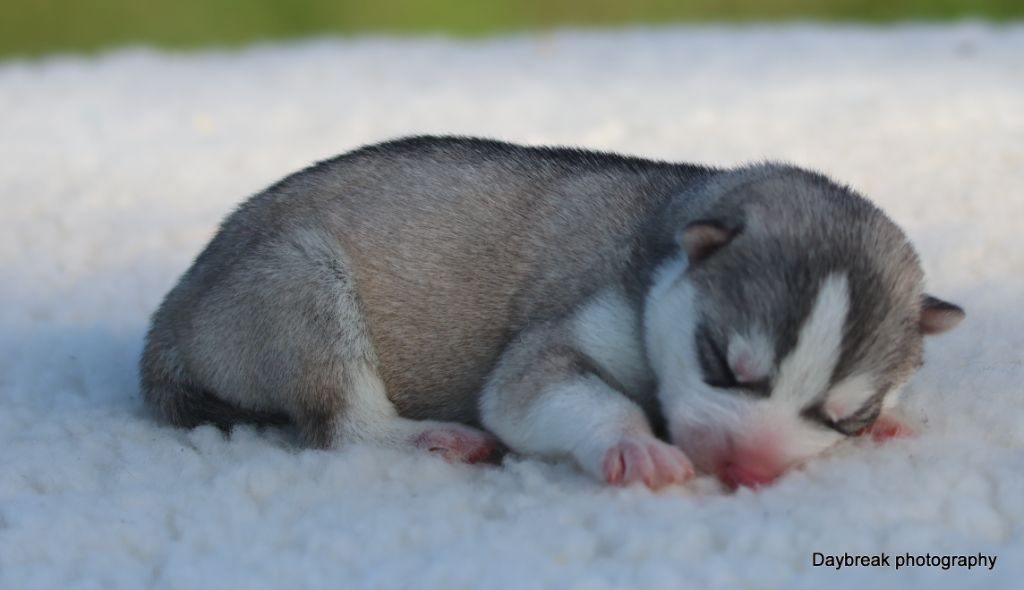 de Daybreak Northern - Chiots disponibles - Siberian Husky