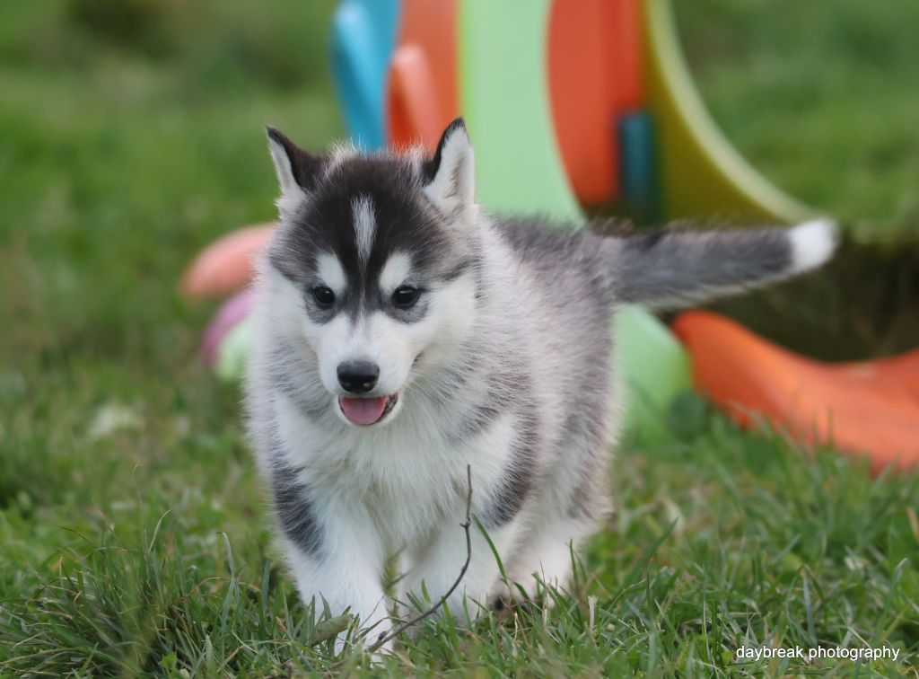 de Daybreak Northern - Chiots disponibles - Siberian Husky