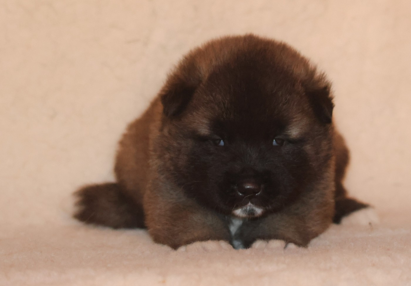 de Daybreak Northern - Chiots disponibles - Akita americain