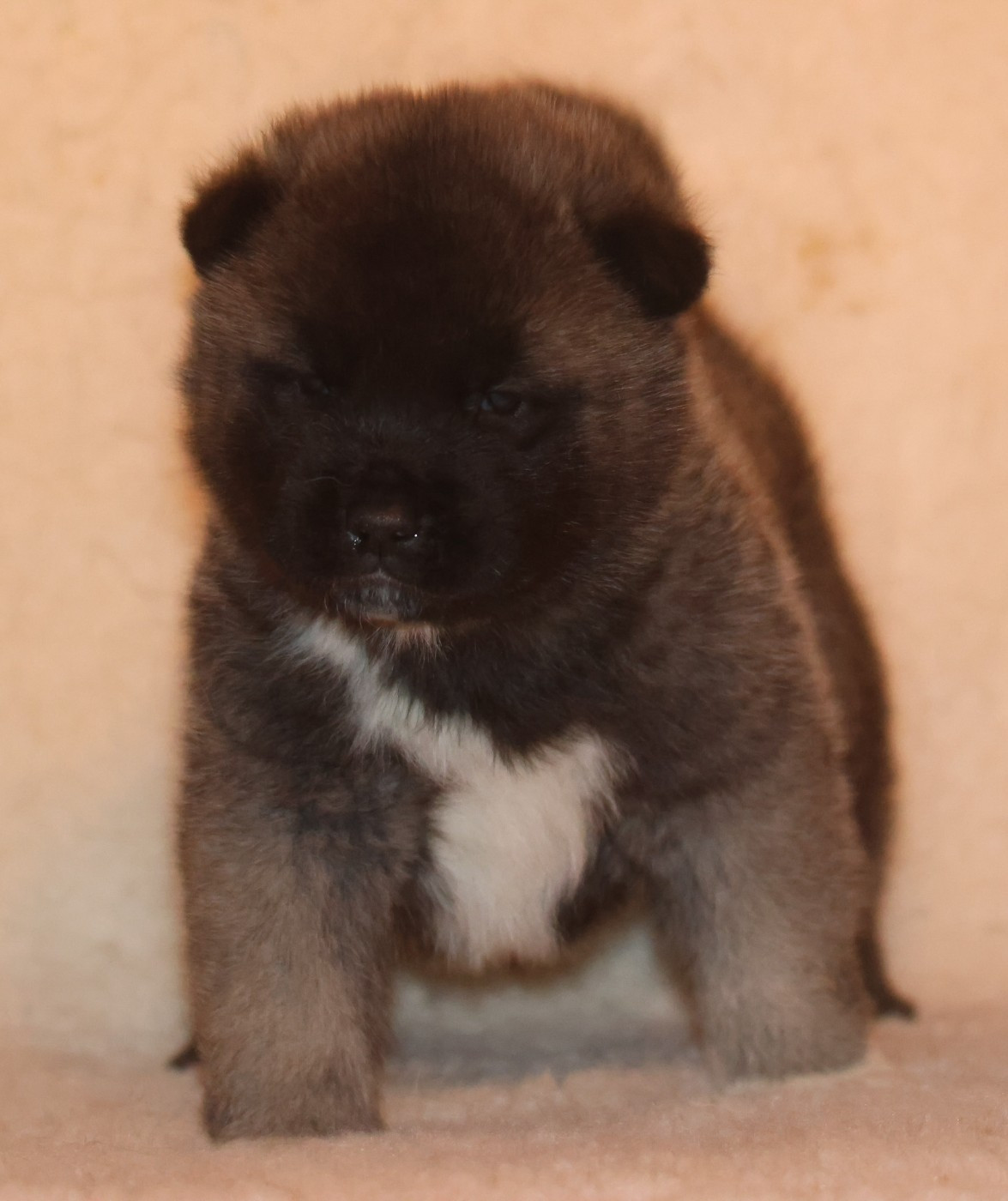 de Daybreak Northern - Chiots disponibles - Akita americain