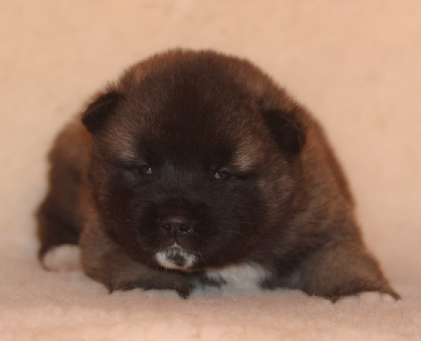 de Daybreak Northern - Chiots disponibles - Akita americain