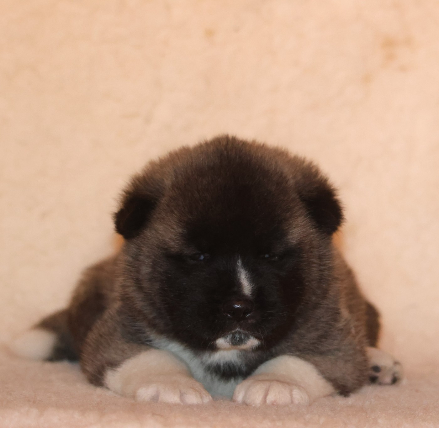 de Daybreak Northern - Chiots disponibles - Akita americain